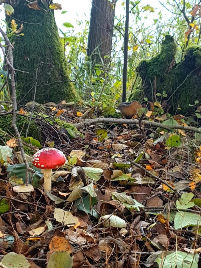 Lesny Azyl Bory Tucholskie Gostycyn Buitenkant foto